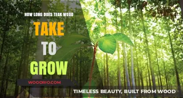 Teak Wood Growth Timeline: Understanding the Time It Takes to Mature