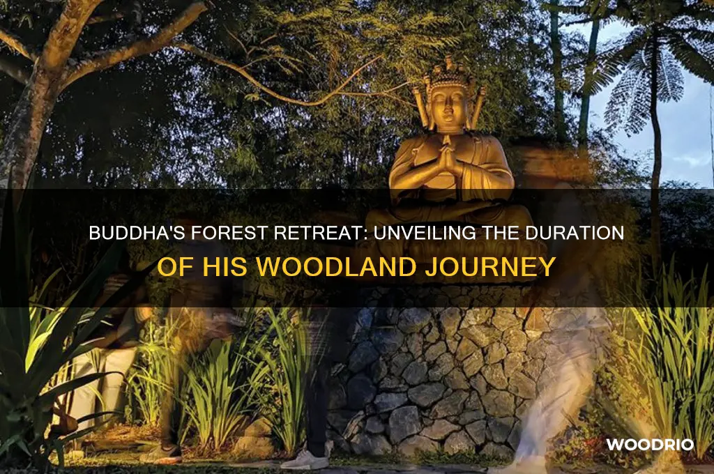 how long does the buddha spend in the woods