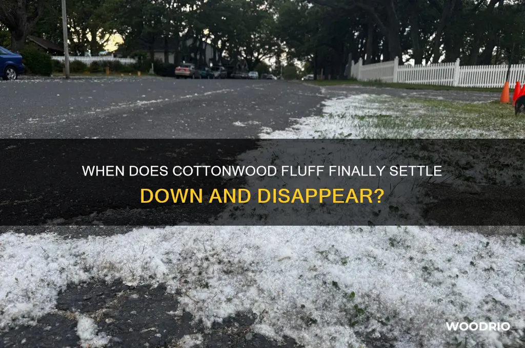 how long does the cotton wood stuff stop floating around