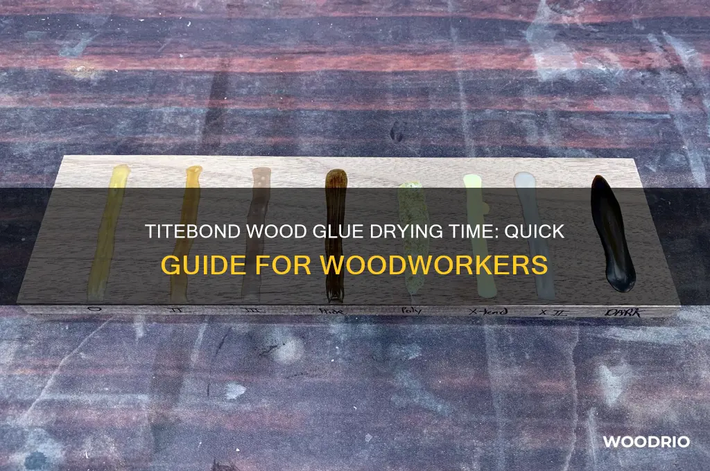 how long does titebond wood glue take to dry