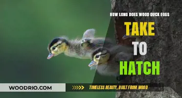 Wood Duck Egg Hatching Timeline: Incubation Period Explained