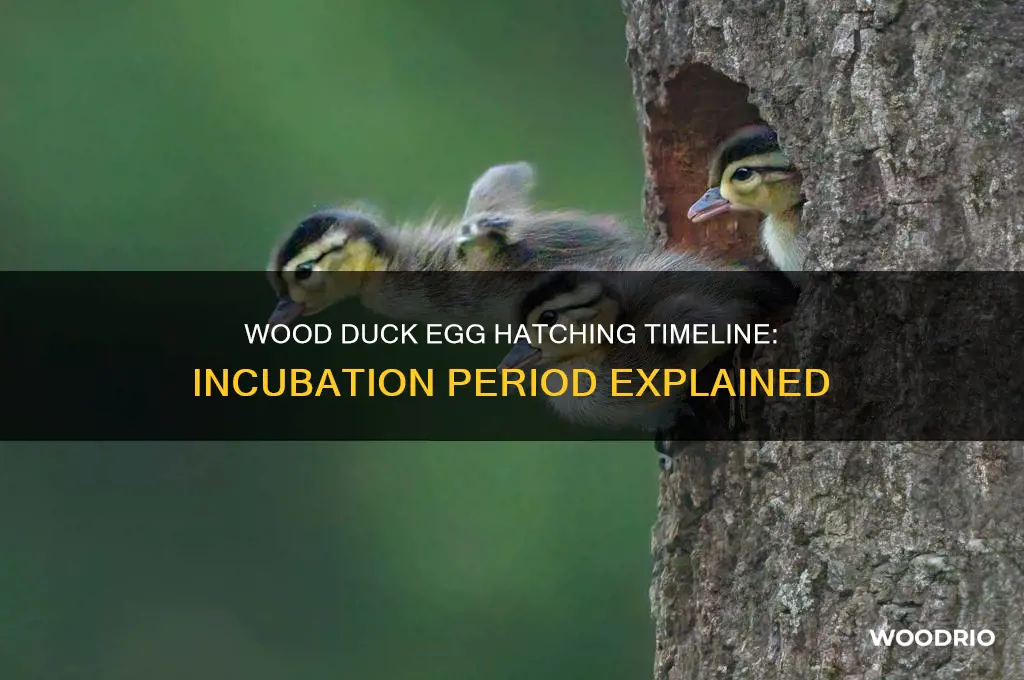 how long does wood duck eggs take to hatch