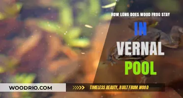Wood Frog's Vernal Pool Stay: Duration and Survival Insights