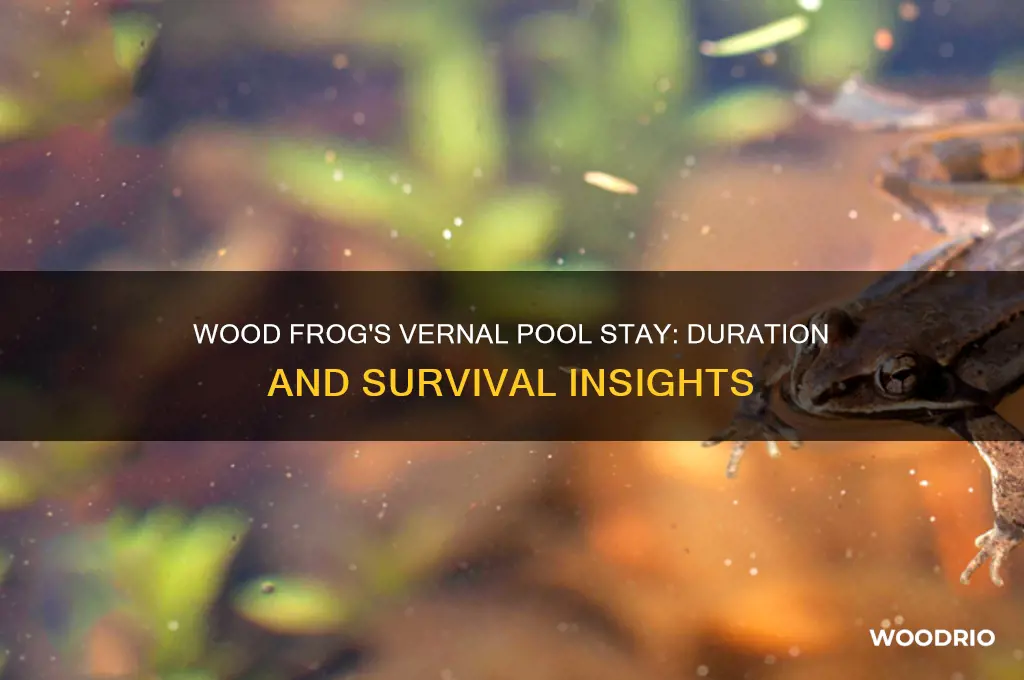 how long does wood frog stay in vernal pool