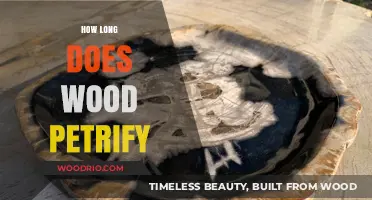 Understanding the Petrification Process: How Long Does Wood Turn to Stone?