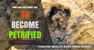 Petrified Wood Formation: Understanding the Timeframe for Fossilization