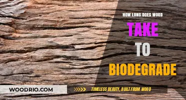 Wood Biodegradation Timeline: Factors Affecting Natural Decomposition Process