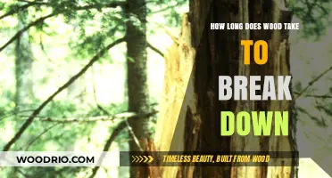 Wood Decomposition Timeline: Factors Affecting Breakdown and Decay Process
