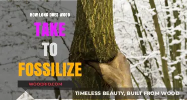 Wood Fossilization Timeline: Understanding the Ancient Process of Petrification