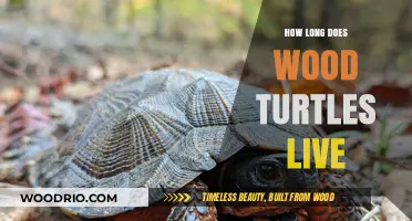 Wood Turtles Lifespan: Understanding Their Longevity in the Wild