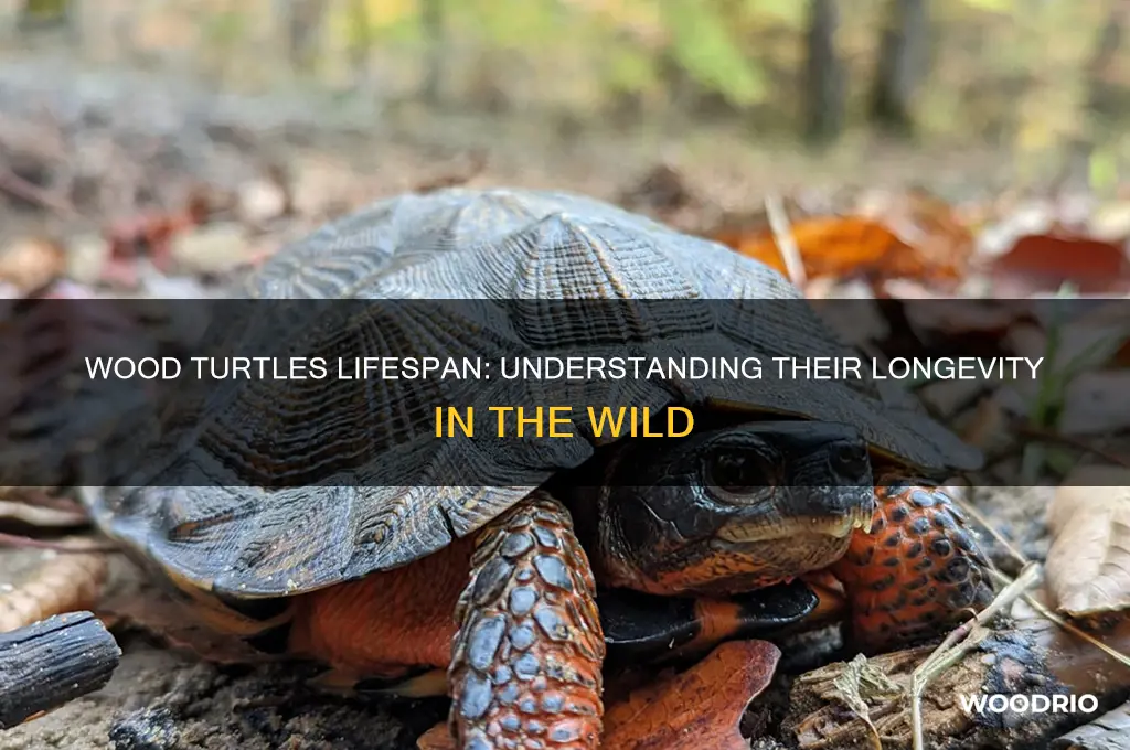 how long does wood turtles live