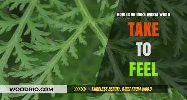 How Long Does Wormwood Take to Feel Effects: A Guide