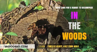 Rabbit Decomposition in the Woods: A Natural Breakdown Timeline