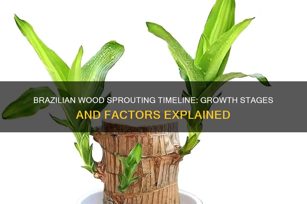 how long for brazilian wood to sprout