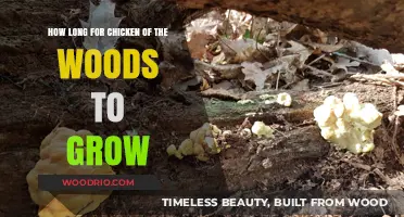 Chicken of the Woods Growth Timeline: From Spores to Harvest