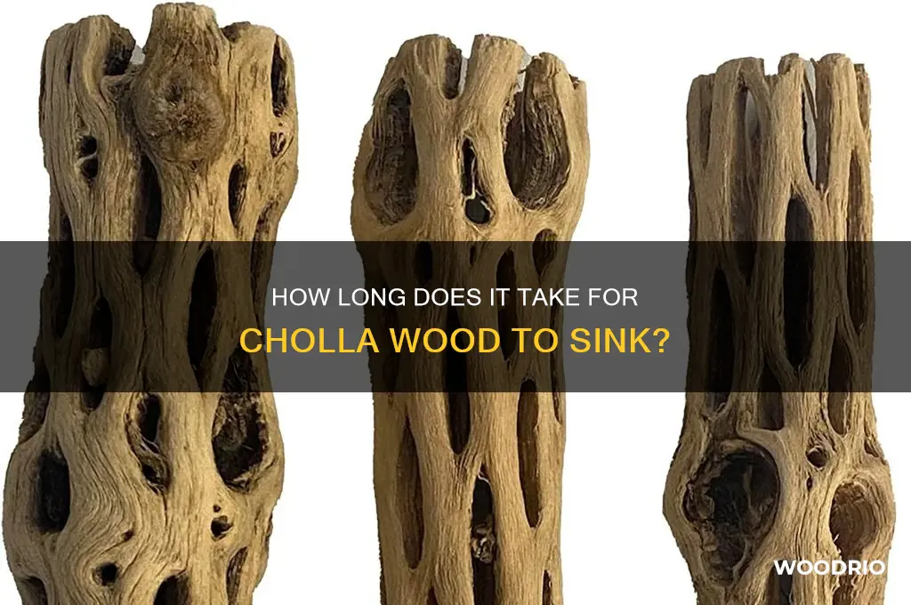 how long for cholla wood to sink
