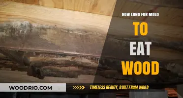 How Quickly Does Mold Destroy Wood: A Comprehensive Breakdown