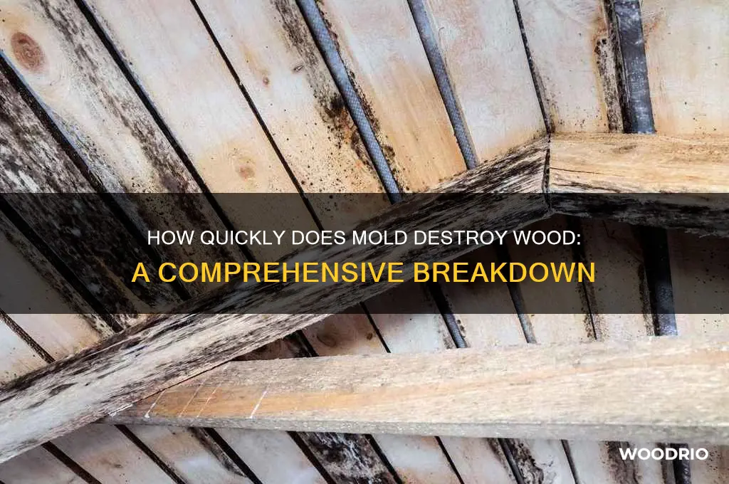 how long for mold to eat wood