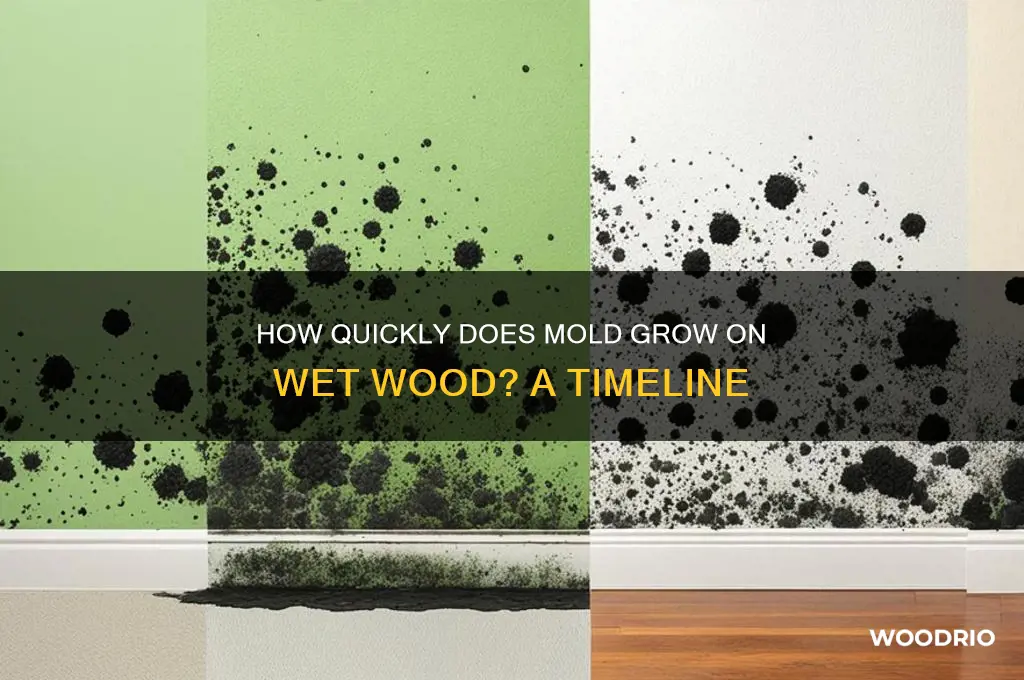 how long for mold to grow on wet wood