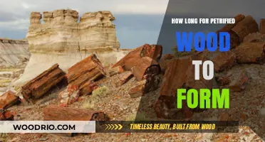 The Ancient Process: How Long Does Petrified Wood Formation Take?