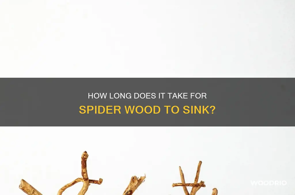 how long for spider wood to sink
