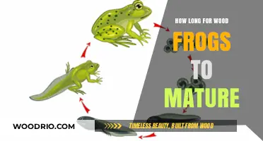 Wood Frog Maturity Timeline: From Tadpole to Adult Development Stages
