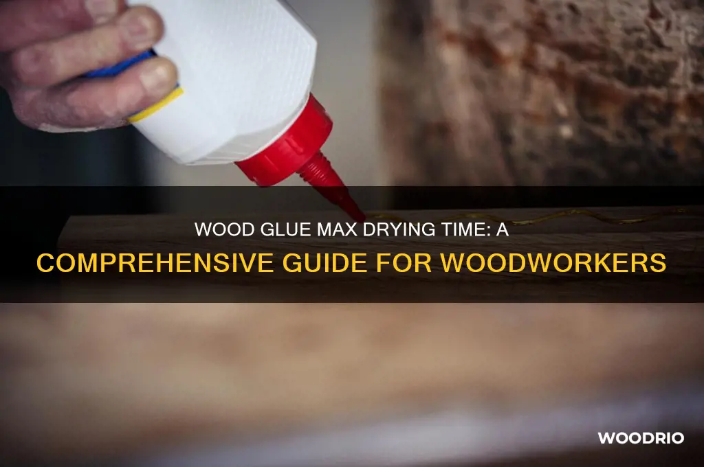 how long for wood glue max to dry