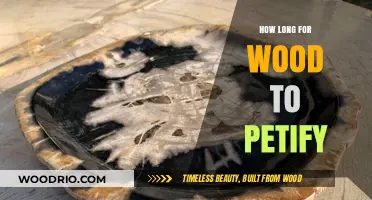 Understanding the Time It Takes for Wood to Petrify Naturally