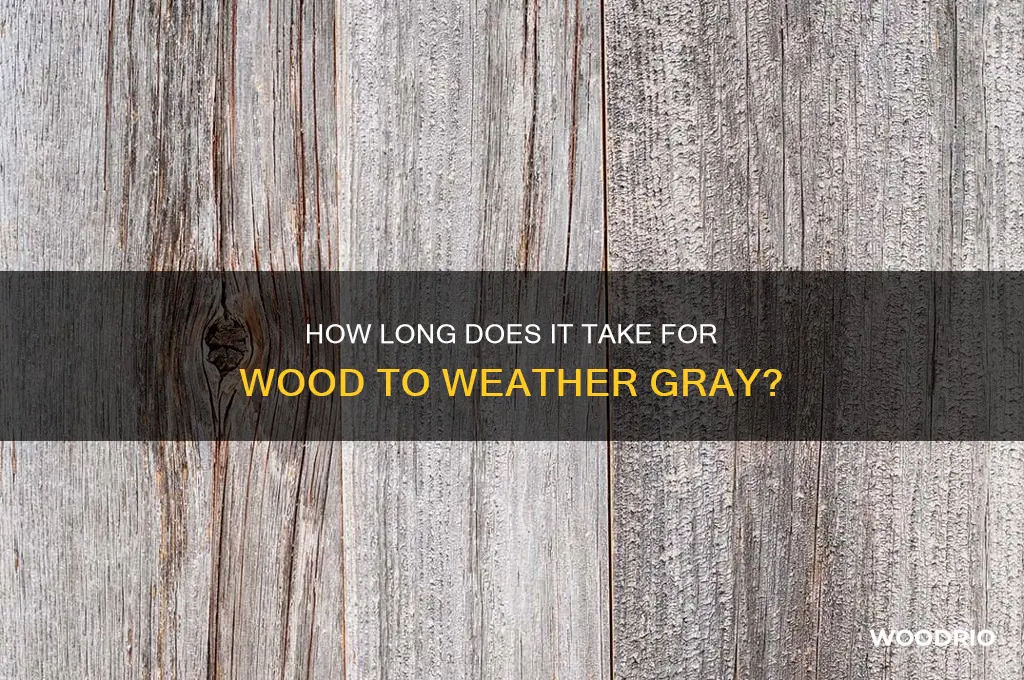 how long for wood to turn gray