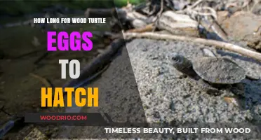 Wood Turtle Egg Hatching Timeline: What to Expect and When