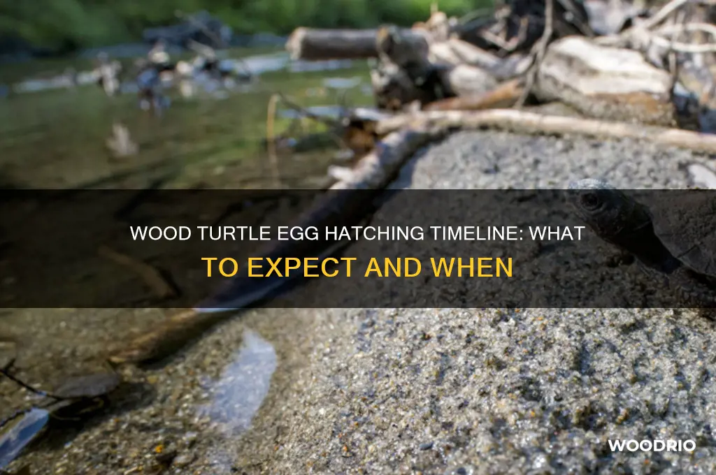 how long for wood turtle eggs to hatch