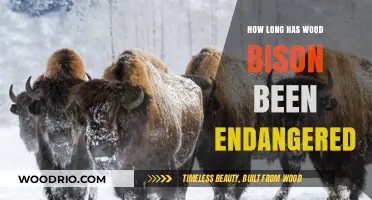Wood Bison Endangered Status: A Historical Overview of Their Conservation