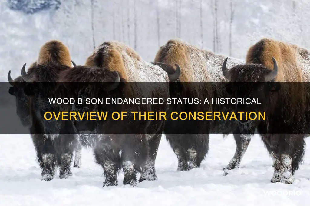 how long has wood bison been endangered