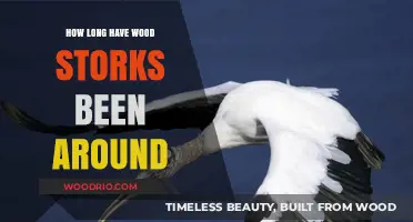 Wood Storks' Ancient Origins: Unveiling Their Remarkable Evolutionary Journey