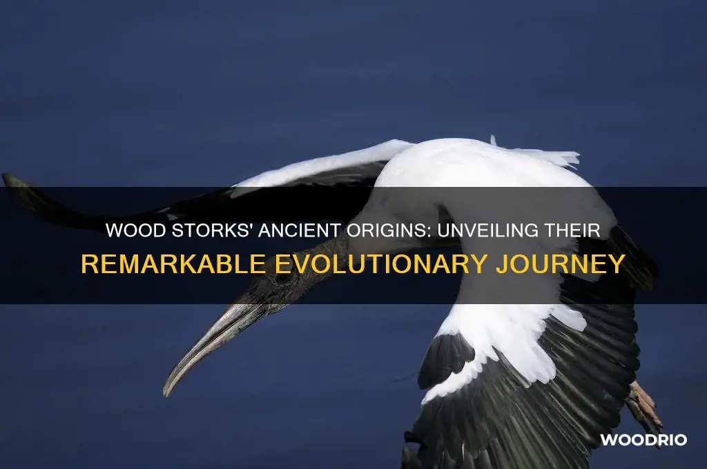 how long have wood storks been around