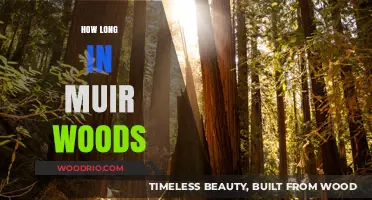 Exploring Muir Woods: Ideal Time to Immerse in Nature's Serenity