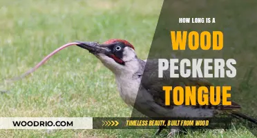 The Astonishing Length of a Woodpecker's Tongue Revealed