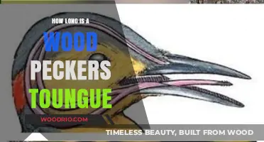 Woodpecker Tongue Length: Unbelievable Facts About Their Unique Anatomy