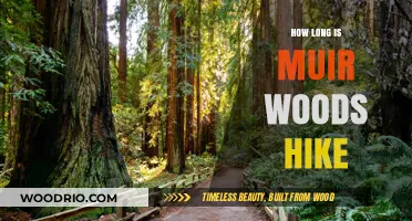 Exploring Muir Woods: Hike Duration and Trail Insights
