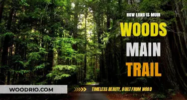 Exploring Muir Woods: Main Trail Length and Hiking Tips