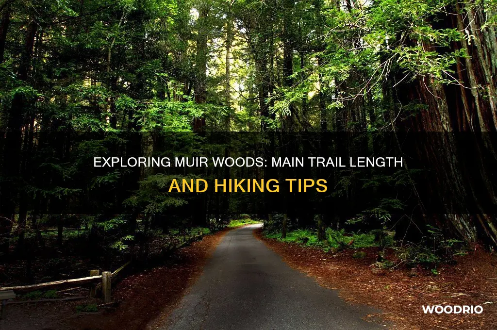 how long is muir woods main trail