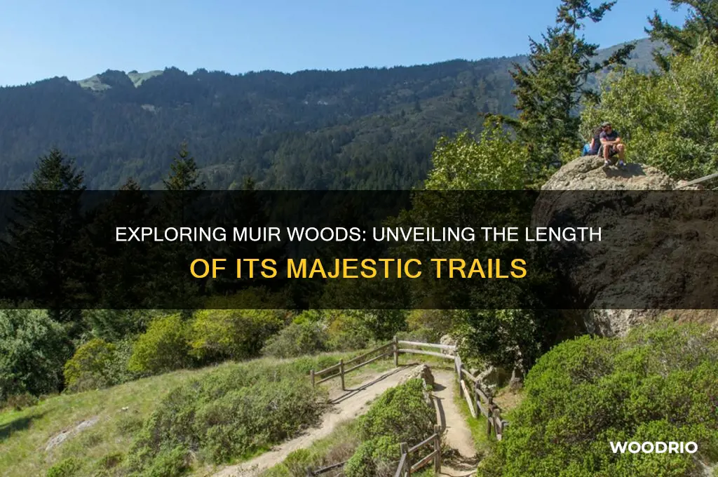 how long is mur woods