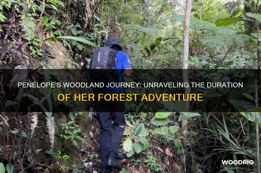 how long is penelope in the woods