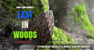 Morel Mushrooms Lifespan: How Long Do They Stay in the Woods?