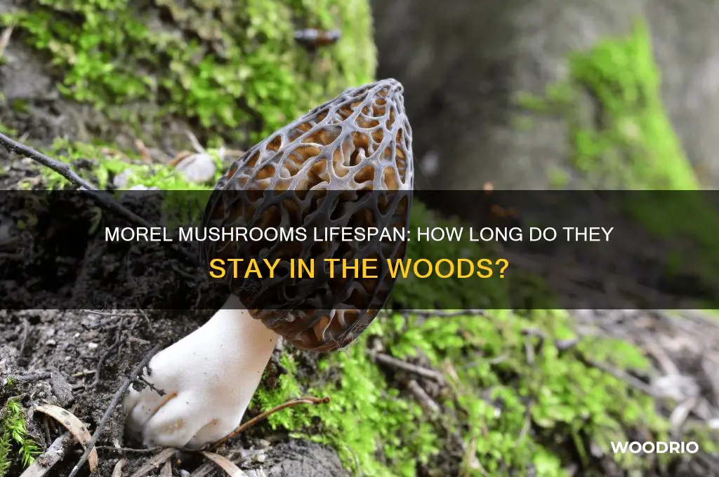 how long morels last in woods