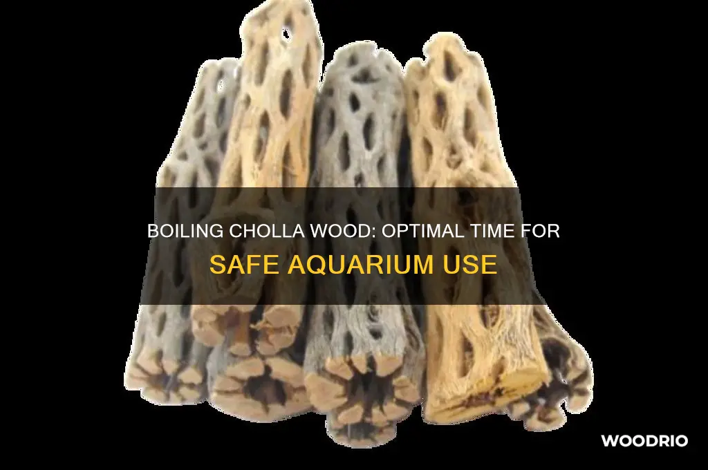 how long should i boil cholla wood