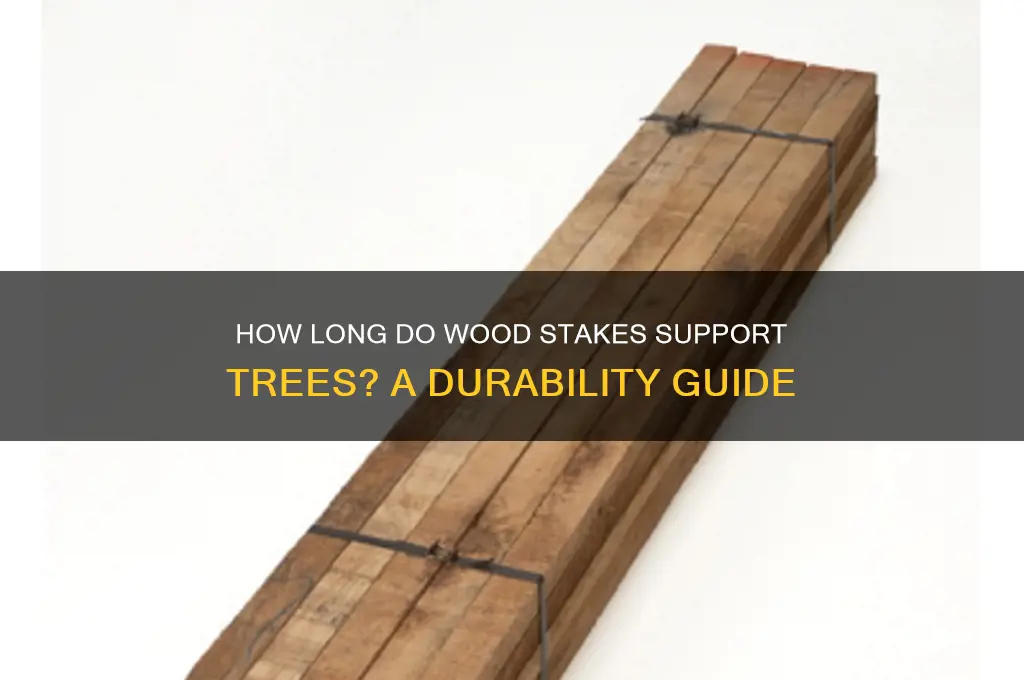 how long should my wood stakes hold my tree