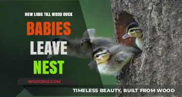 When Do Wood Duck Babies Fledge: Nest Departure Timeline Explained