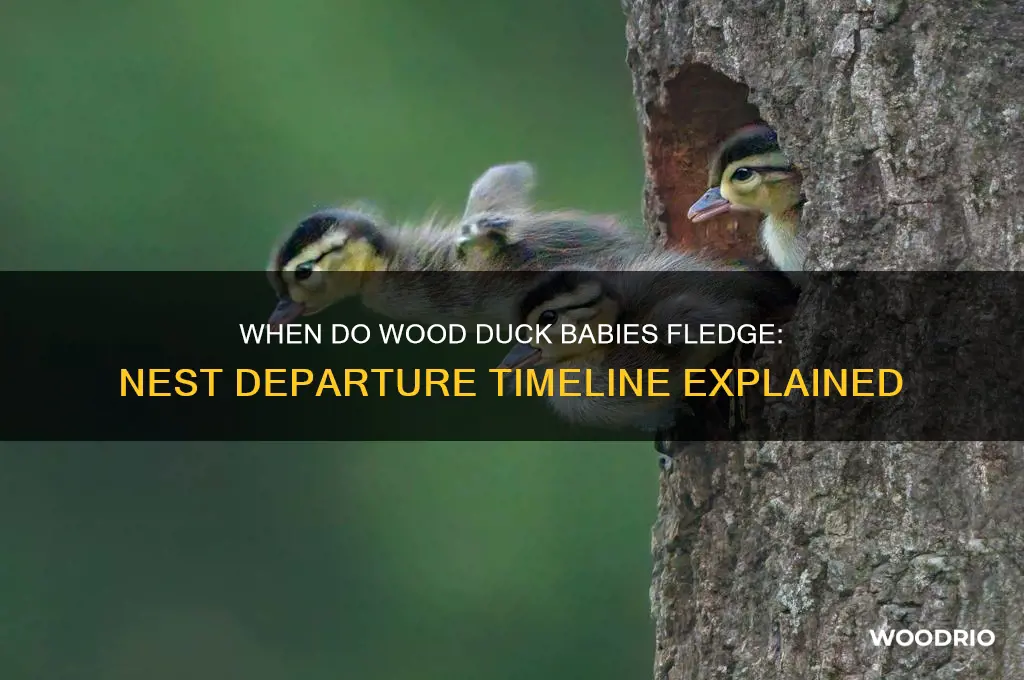 how long till wood duck babies leave nest