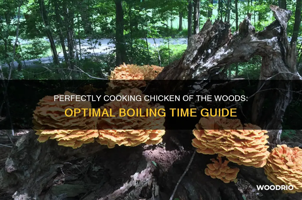 how long to boil chicken of the woods
